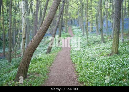 Ein Buchenwald voller Wildblumen, darunter Blaubellen und Ramsons, Bärlauch im späten Frühjahr in England, mit einem Fußweg durch den Wald