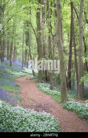 Ein Buchenwald voller Wildblumen, darunter Blaubellen und Ramsons, Bärlauch im späten Frühjahr in England, mit einem Fußweg durch den Wald