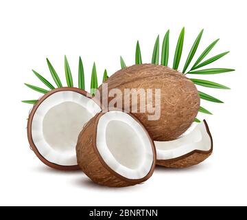 Kokosnuss. Frische tropische geöffnet Coco Obst mit Milch und palmengrünen Blättern Vektor natürlichen Nachtisch Stock Vektor