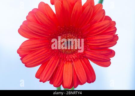 Orange Gerbera der Asteraceae oder Compositae Familie, allgemein als Aster, Gänseblümchen, Komposit oder Sonnenblumen Familie über weiß bezeichnet Stockfoto