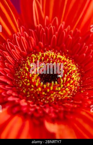 Bouquet von orangen Gerbera der Asteraceae oder Compositae Familie, allgemein als Aster, Gänseblümchen, Komposit oder Sonnenblumen Familie bezeichnet Stockfoto