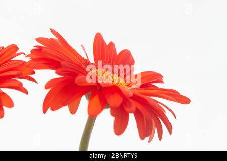 Orange Gerbera der Asteraceae oder Compositae Familie, allgemein als Aster, Gänseblümchen, Komposit oder Sonnenblumen Familie über weiß bezeichnet Stockfoto