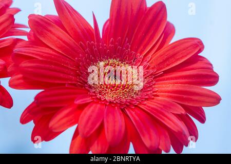 Orange Gerbera der Asteraceae oder Compositae Familie, allgemein als Aster, Gänseblümchen, Komposit oder Sonnenblumen Familie über weiß bezeichnet Stockfoto