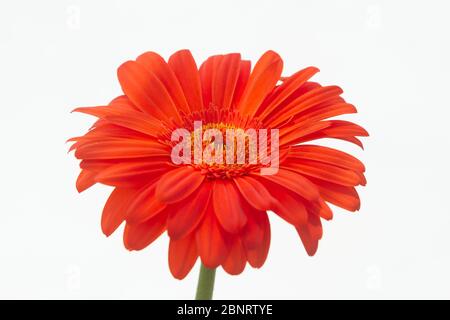 Orange Gerbera der Asteraceae oder Compositae Familie, allgemein als Aster, Gänseblümchen, Komposit oder Sonnenblumen Familie über weiß bezeichnet Stockfoto