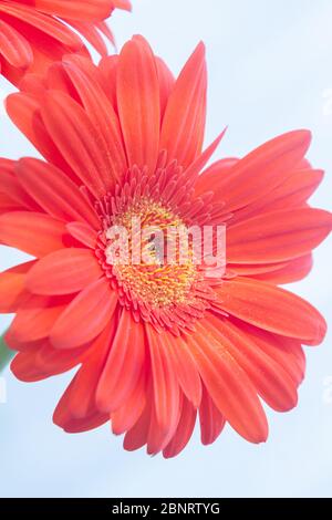 Orange Gerbera der Asteraceae oder Compositae Familie, allgemein als Aster, Gänseblümchen, Komposit oder Sonnenblumen Familie über weiß bezeichnet Stockfoto