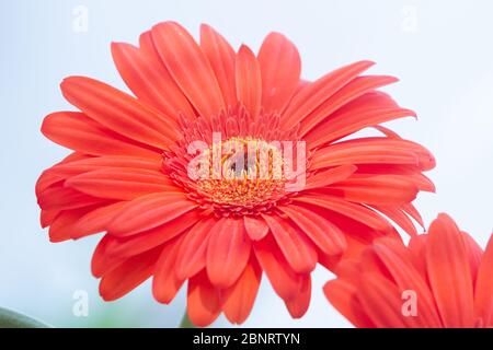 Orange Gerbera der Asteraceae oder Compositae Familie, allgemein als Aster, Gänseblümchen, Komposit oder Sonnenblumen Familie über weiß bezeichnet Stockfoto