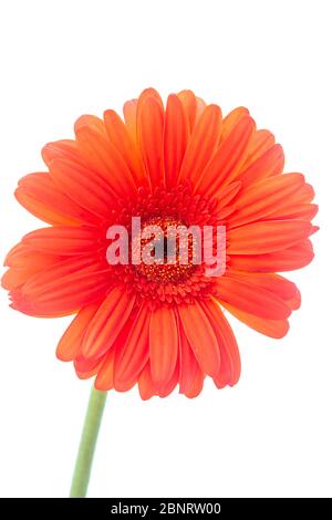 Orange Gerbera der Asteraceae oder Compositae Familie, allgemein als Aster, Gänseblümchen, Komposit oder Sonnenblumen Familie über weiß bezeichnet Stockfoto