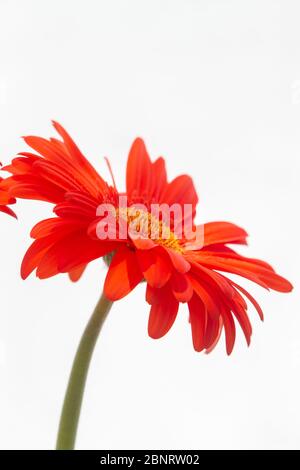 Orange Gerbera der Asteraceae oder Compositae Familie, allgemein als Aster, Gänseblümchen, Komposit oder Sonnenblumen Familie über weiß bezeichnet Stockfoto