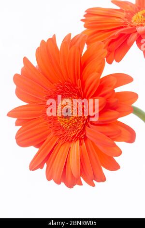 Orange Gerbera der Asteraceae oder Compositae Familie, allgemein als Aster, Gänseblümchen, Komposit oder Sonnenblumen Familie über weiß bezeichnet Stockfoto