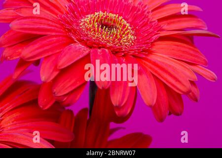 Bouquet von orangen Gerbera der Asteraceae oder Compositae Familie, allgemein als Aster, Gänseblümchen, Komposit oder Sonnenblumen Familie über Magenta bezeichnet Stockfoto