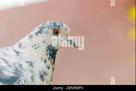 Weiße Taube aus der Nähe vor dem Fenster. Pigeon Fotografie Konzept, selektiver Fokus. Vogel des Friedens. Stockfoto