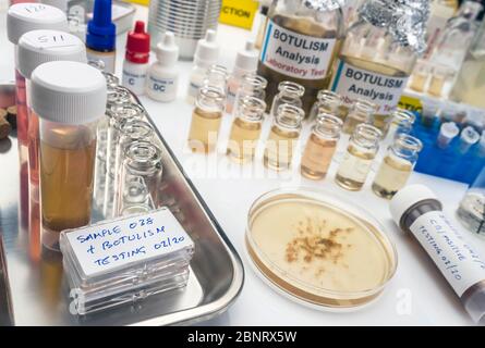 Proben mit Clostridium Botulinum Toxin kontaminiert, die Botulismus beim Menschen verursacht, Laborforschung, konzeptionelles Bild Stockfoto