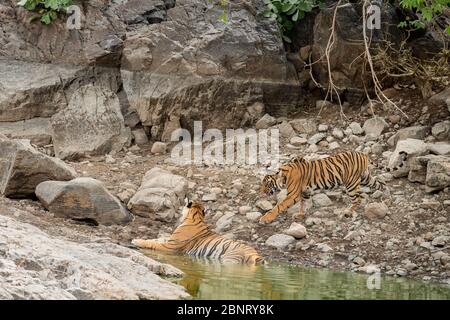 Wütend Tiger Junge kommen zu seiner Mutter für die Abkühlung in natürlichen Wasserkörper in heißen Nachmittag Sommer im ranthambore Nationalpark, rajasthan, indien Stockfoto