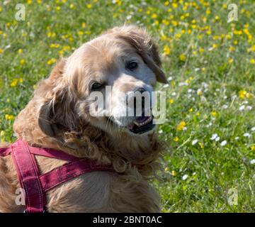 Porträt eines erwachsenen Mannes Golden Retriever. Stockfoto