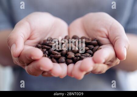 Nahaufnahme eines Frauenhänders, der Kaffeebohnen hält und zeigt Stockfoto