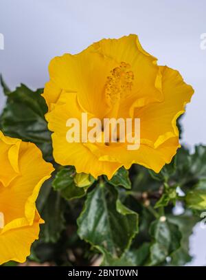 hibiscus gelbe Blume aus der Nähe. hibiscus rosa sinensis. Selektiver Fokus Stockfoto