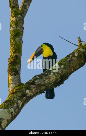 Der bunte Vogel Gelbkehliger Toucan, Ramphastos ambiguus swainsonii, in der Nähe der Feldstation von Cana im Darien Nationalpark, Republik Panama Stockfoto