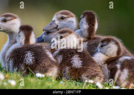 Süße Küken einer ägyptischen Gans Neugeborene Babys Vögel in einem Park während der Frühjahrssaison Stockfoto