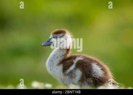 Süße Küken einer ägyptischen Gans Neugeborene Babys Vögel in einem Park während der Frühjahrssaison Stockfoto