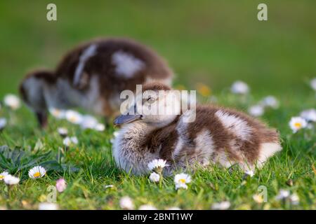 Süße Küken einer ägyptischen Gans Neugeborene Babys Vögel in einem Park während der Frühjahrssaison Stockfoto