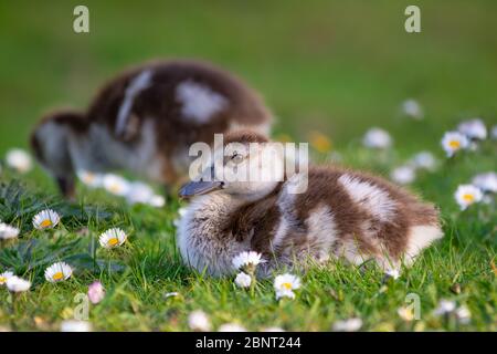 Süße Küken einer ägyptischen Gans Neugeborene Babys Vögel in einem Park während der Frühjahrssaison Stockfoto