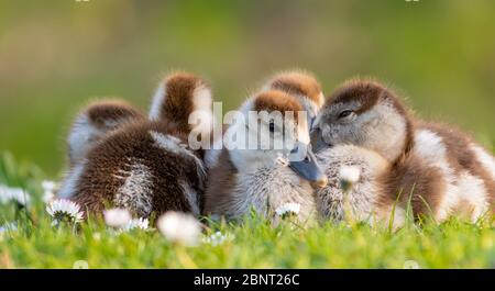 Süße Küken einer ägyptischen Gans Neugeborene Babys Vögel in einem Park während der Frühjahrssaison Stockfoto