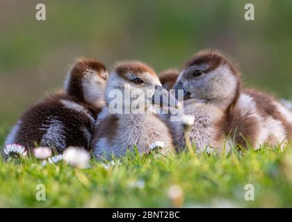 Süße Küken einer ägyptischen Gans Neugeborene Babys Vögel in einem Park während der Frühjahrssaison Stockfoto