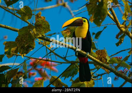 Der bunte Vogel Gelbkehliger Toucan, Ramphastos ambiguus swainsonii, in der Nähe der Feldstation von Cana im Darien Nationalpark, Republik Panama Stockfoto