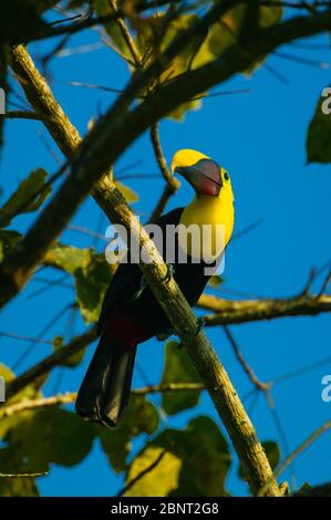 Der bunte Vogel Gelbkehliger Toucan, Ramphastos ambiguus swainsonii, in der Nähe der Feldstation von Cana im Darien Nationalpark, Republik Panama Stockfoto