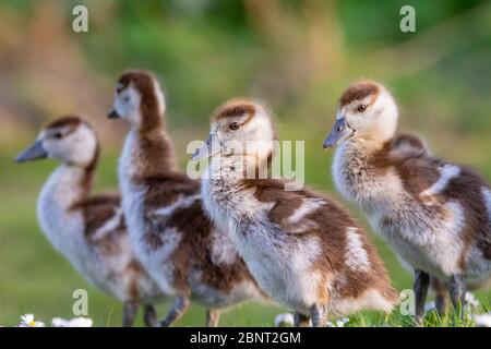 Süße Küken einer ägyptischen Gans Neugeborene Babys Vögel in einem Park während der Frühjahrssaison Stockfoto