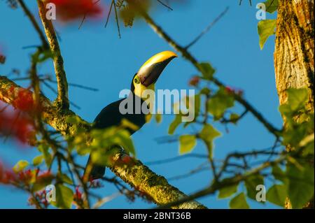 Der bunte Vogel Gelbkehliger Toucan, Ramphastos ambiguus swainsonii, in der Nähe der Feldstation von Cana im Darien Nationalpark, Republik Panama Stockfoto