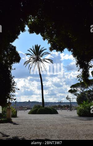 Palme auf der Balconata del Pincio im Park der Villa Borghese in der Stadt Rom, Italien Stockfoto