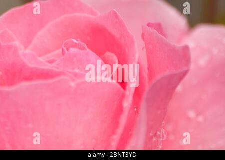Rosa Rose voller Tau Tropfen Ultra Makro geschossen Stockfoto