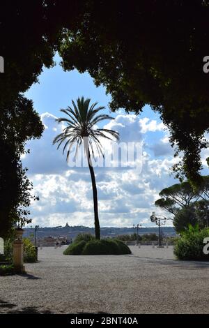 Palme auf der Balconata del Pincio im Park der Villa Borghese in der Stadt Rom, Italien Stockfoto