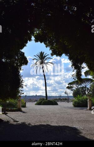 Palme auf der Balconata del Pincio im Park der Villa Borghese in der Stadt Rom, Italien Stockfoto