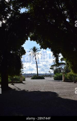 Palme auf der Balconata del Pincio im Park der Villa Borghese in der Stadt Rom, Italien Stockfoto