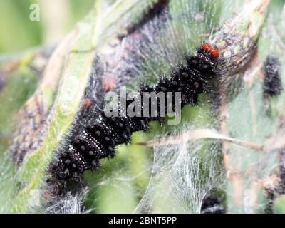 Draufsicht auf eine Glanville fritillary Raupen (Melitaea cinxia) auf einem Nest aus Seidengewebe. Stockfoto