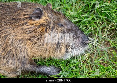 Porträt eines toten Nutria oder Coypu (Myocastor coypus) auf dem Gras. Stockfoto