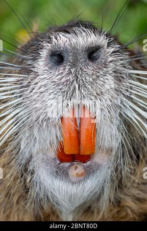 Detail eines Nutria oder Coypu (Myocastor coypus) mit seinen Schneidezähnen und großen Nasenlöchern. Stockfoto