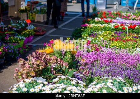 Eine Ausstellung von bunten Blumen zum Verkauf auf einem Straßenmarkt. Verschiedene Sorten von Blumen an einem Outdoor-Blumenstand Stockfoto
