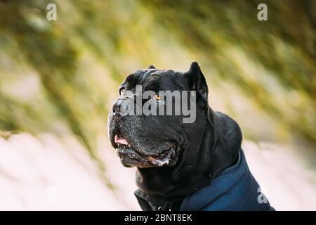 Schwarz Cane Corso Dog Sitting in der Nähe von See unter Zweigen. Hund trägt In warme Kleidung. Große Hunderassen. Close Up Portrait. Stockfoto