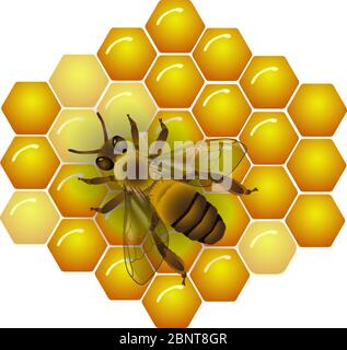 Biene. Hintergrund der Wabe mit Honig. Realistische Vektordarstellung. Isoliert auf Weiß. Stock Vektor
