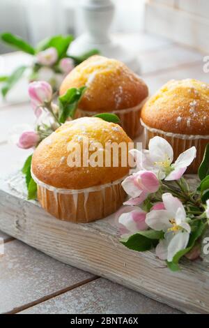 Leckere Vanille-Cupcakes mit Zuckerpulver. Nahaufnahme. Cupcakes in blühenden Bäumen. Stockfoto