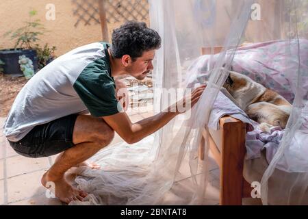 Der junge Mann beugt sich, um einen Hund zu berühren, der auf einem Sessel im Garten unter einem Moskitonetz liegt Stockfoto