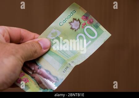 Personen Hand geben die Währung des Kanada - eine grüne zwanzig Dollar-Noten verteilt sich auf einem braunen Hintergrund. Geldwechsel. Stockfoto