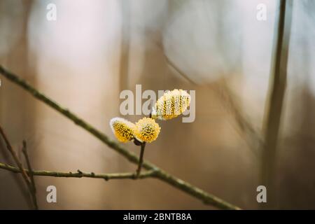 Junge Frühling Gelbe Zweige Von Salix Cinerea. Zweig Wächst In Zweig Der Waldbuschpflanze Baum. Geläufige, Graue Weide, Graue Weide, Graue Weide, Gr Stockfoto