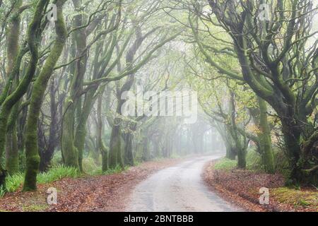 Nebliger Morgen entlang einer von Bäumen gesäumten Straße, Cornwall Stockfoto