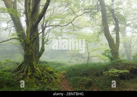 Nebliger Wald im Frühling Stockfoto