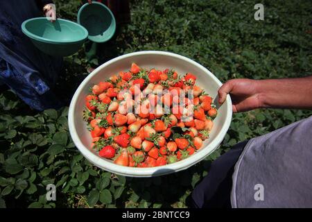 Srinagar, Jammu und Kaschmir, Indien. Mai 2020. SRINAGAR, KASCHMIR, INDIEN-MAI 16: Ein kashmiri Bauer zeigt die frisch geernteten Erdbeeren auf dem Bauernhof am Rande von Srinagar am 16. Mai 2020.die Bauern sagen, dass sie in Schwierigkeiten zu verkaufen ihre Ernte, da die Sperrung hat einen schweren Tribut auf die diesjährige Ernte genommen. Kredit: Faisal Khan/ZUMA Wire/Alamy Live News Stockfoto