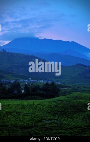 Teeplantage, Mount Pangrango und Gebäude entlang Jalan Raya Puncak in Gunung Mas-Puncak sind von Cibulao, Cisarua, Bogor, West Java, Indonesien aus zu sehen. Stockfoto